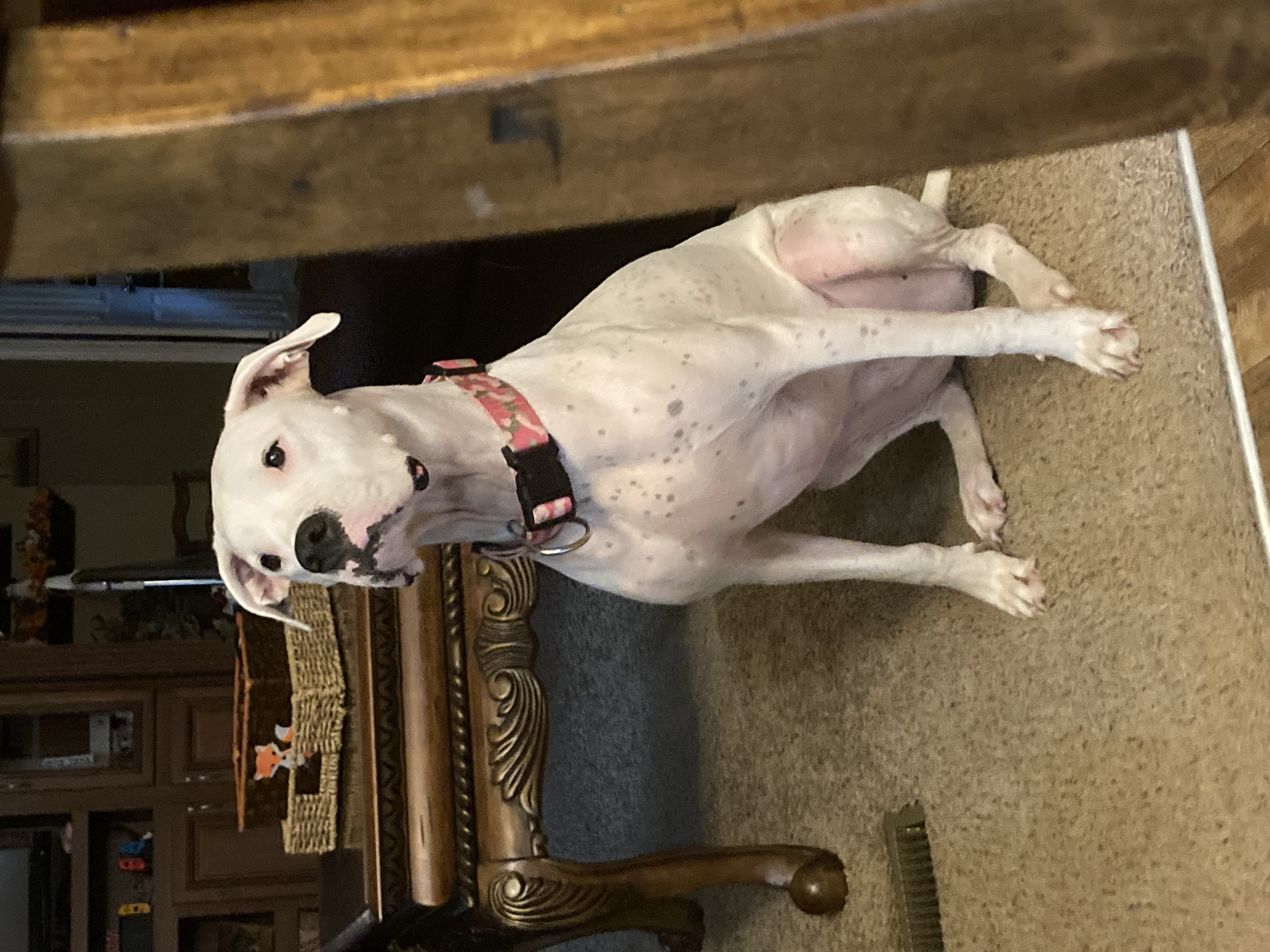 Enlarge Xena, a Adopted Dogo Argentino in Florala, AL image 1/6