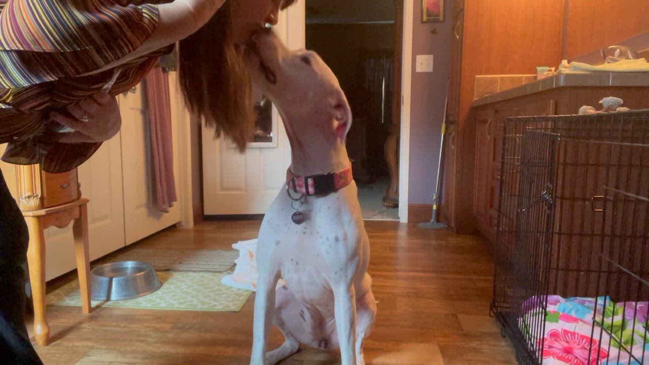 Enlarge Xena, a Adopted Dogo Argentino in Florala, AL video 2/6