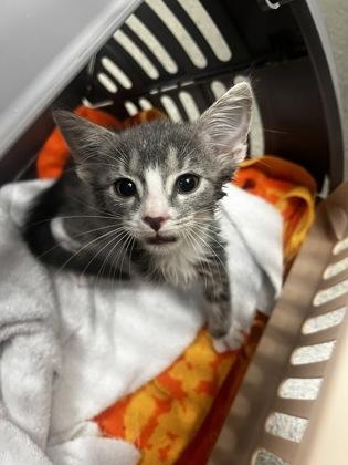 Enlarge Haku 1, a Adoptable mixed breed in Fallston, MD image 1/1