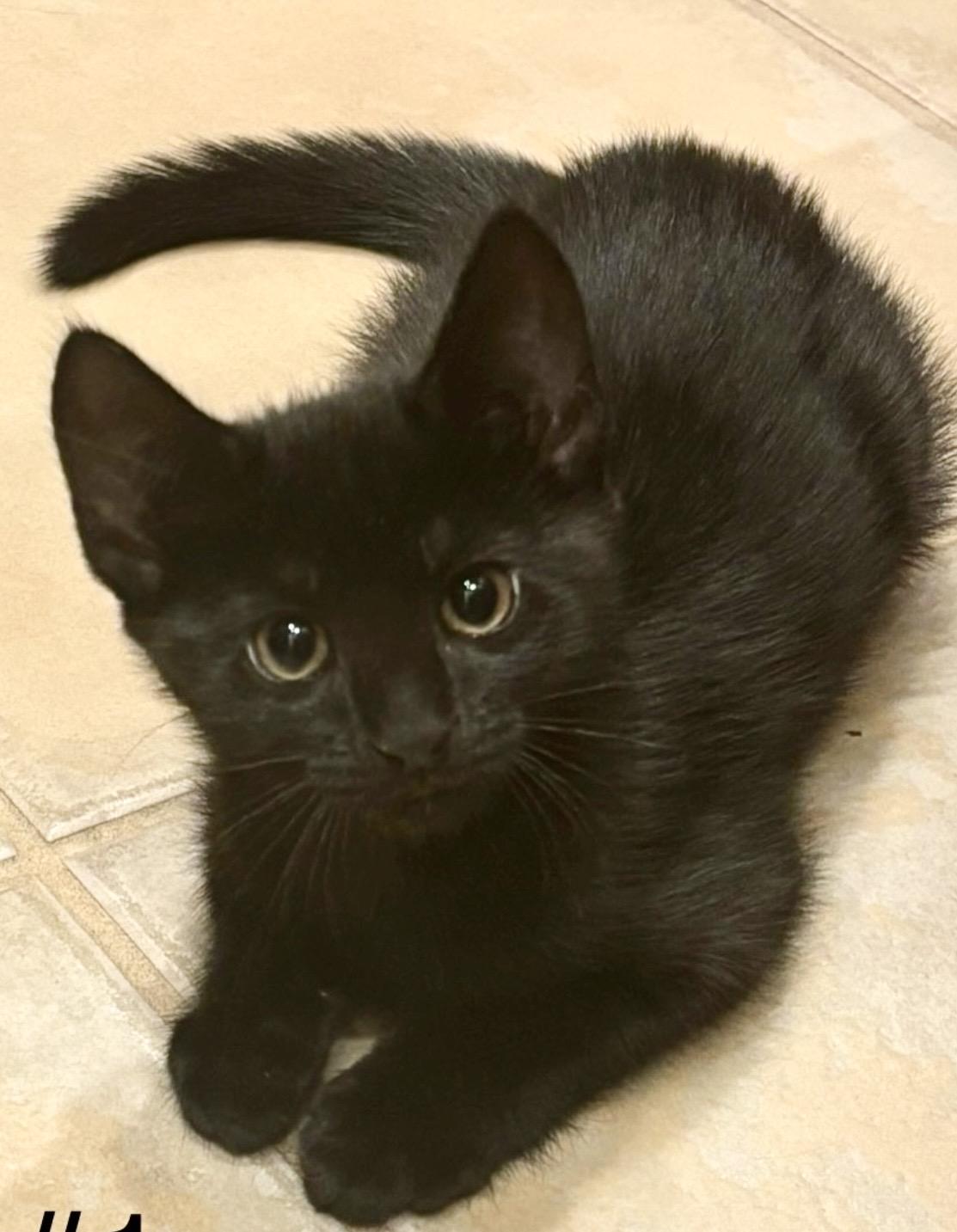 Suzie, ADOPTABLE, Kitten Female Domestic Short Hair.