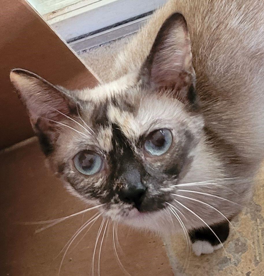 Ivy, a Adoptable mixed breed in Austin, TX image 5/5