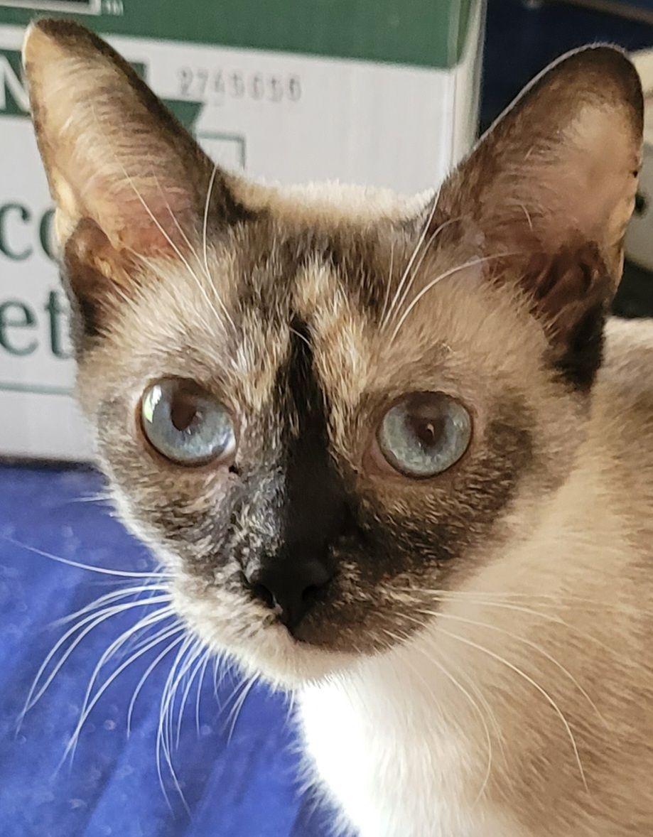 Ivy, Adoptable, Adult Female Siamese & Tortoiseshell.