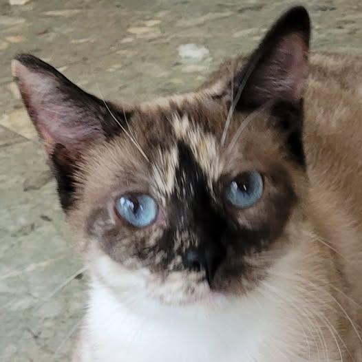 Ivy, Adoptable, Adult Female Siamese & Tortoiseshell.