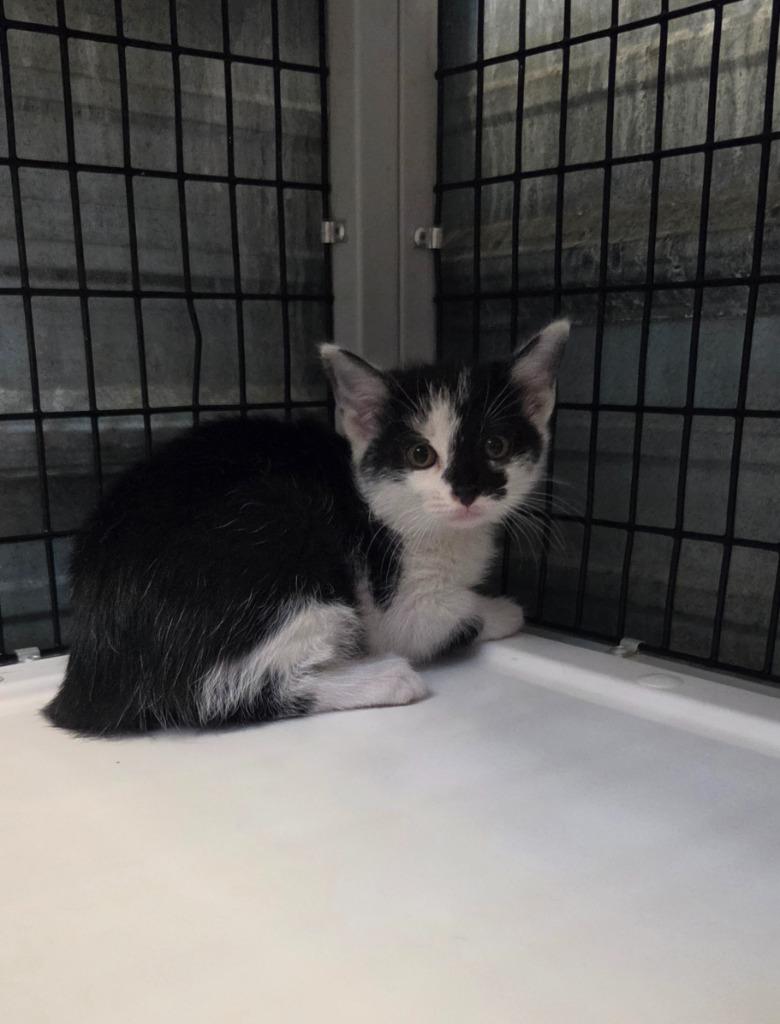 Enlarge Plum, a Adoptable mixed breed in Shelbyville, TN image 1/1