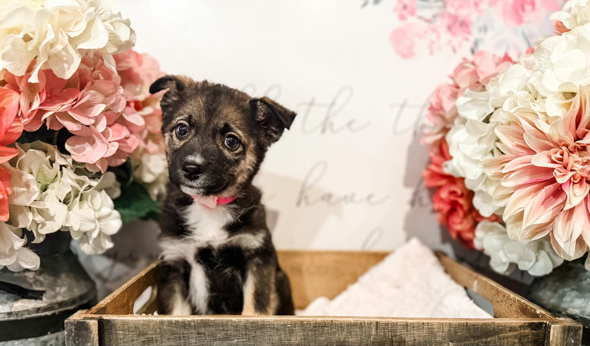 Morrigan, adopted, Puppy Female Australian Shepherd.
