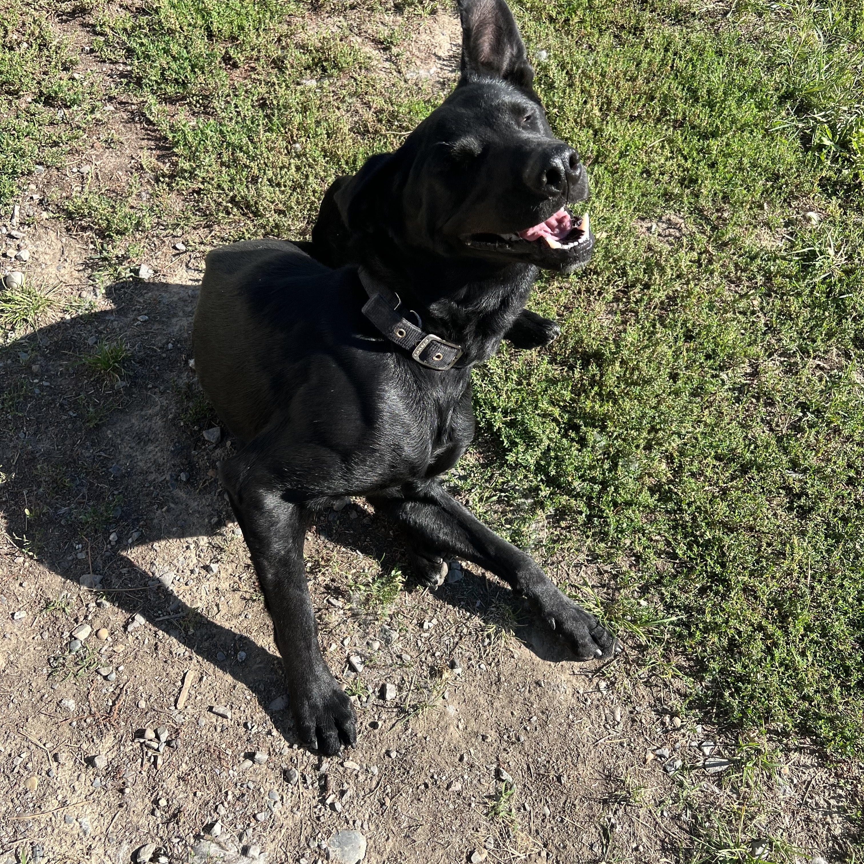 Vito, an adoptable German Shepherd Dog, Black Labrador Retriever in Bonners Ferry, ID, 83805 | Photo Image 4