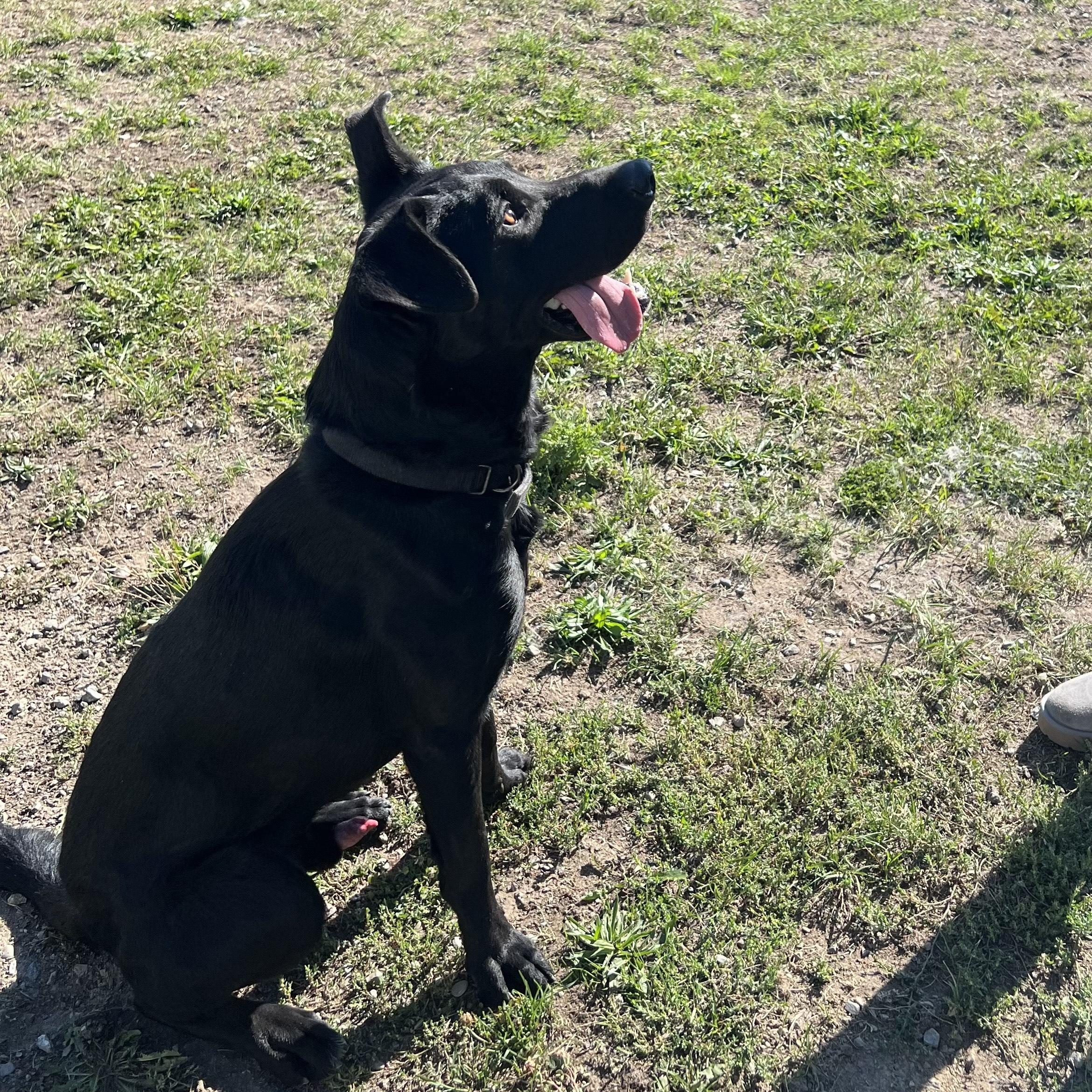 Vito, an adoptable German Shepherd Dog, Black Labrador Retriever in Bonners Ferry, ID, 83805 | Photo Image 2