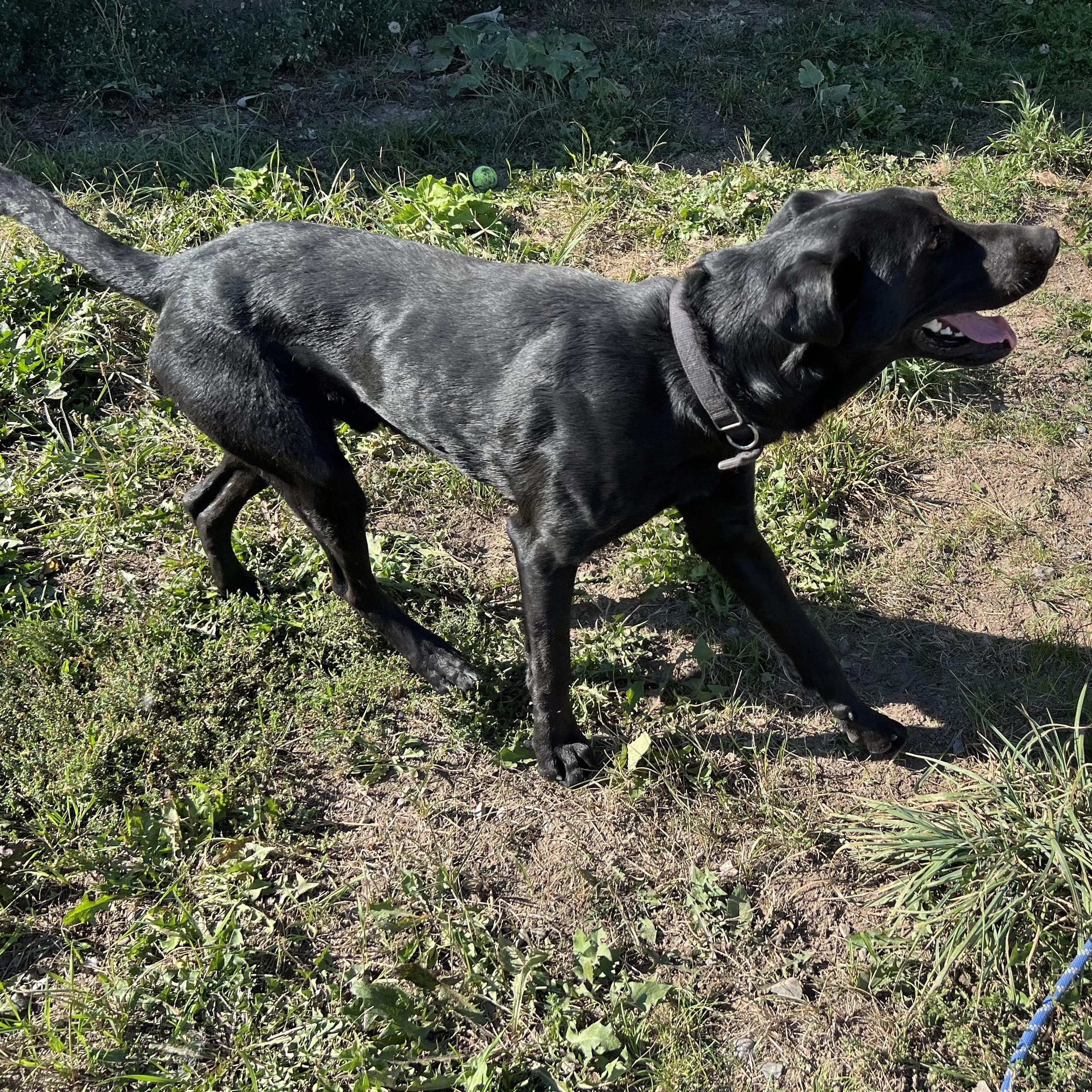 Vito, an adoptable German Shepherd Dog, Black Labrador Retriever in Bonners Ferry, ID, 83805 | Photo Image 3