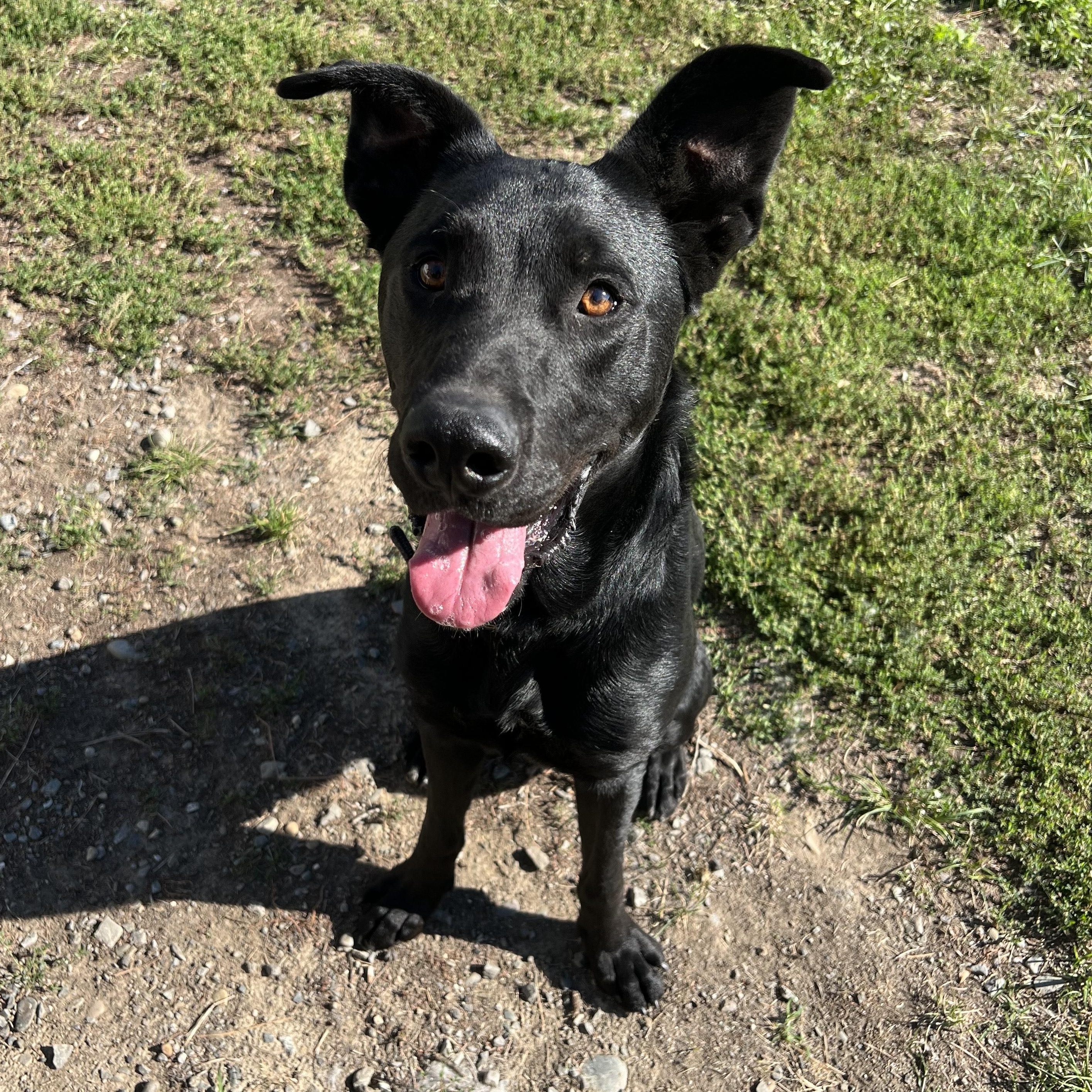 Vito, an adoptable German Shepherd Dog, Black Labrador Retriever in Bonners Ferry, ID, 83805 | Photo Image 1