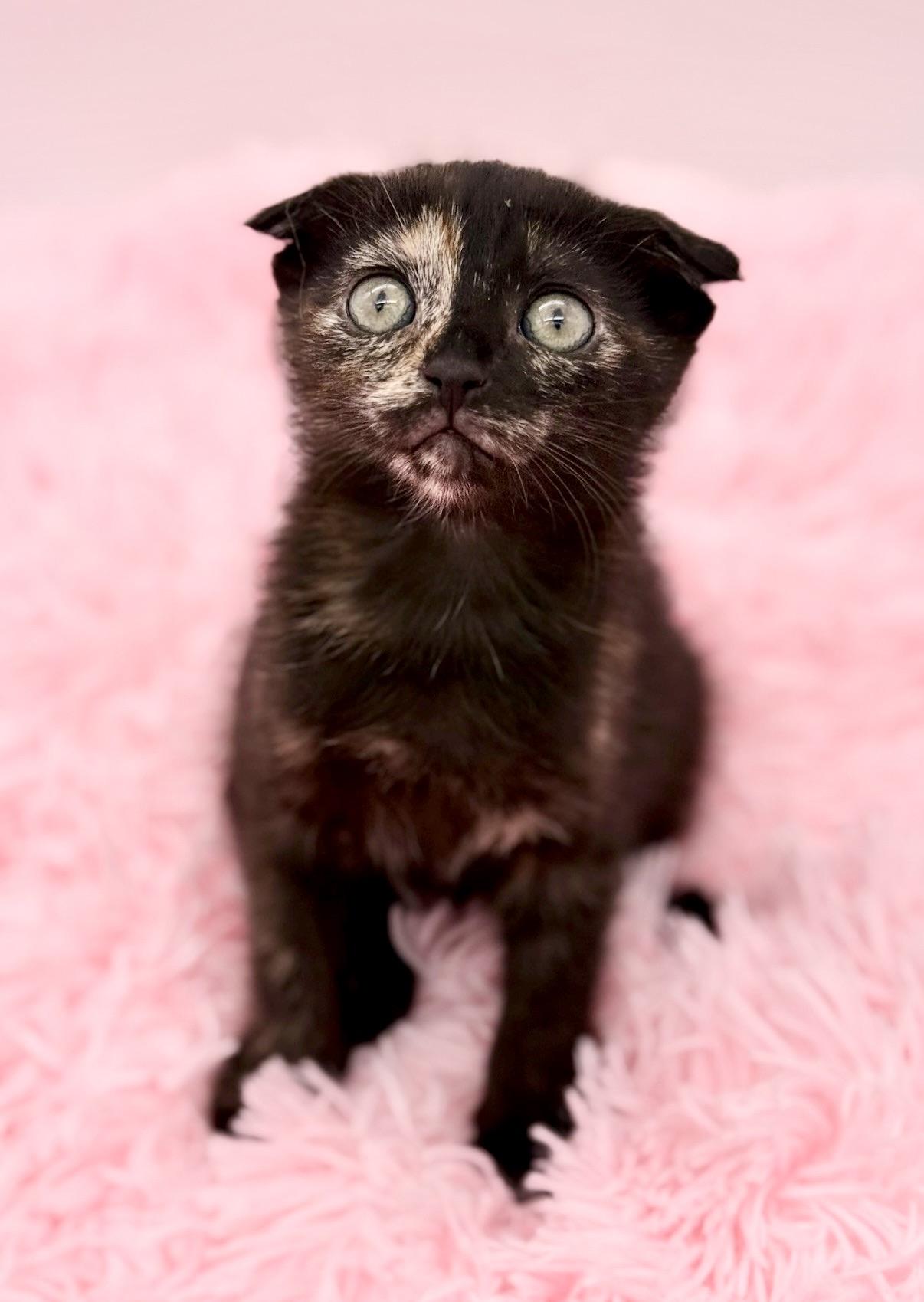 Papier Mache, adoptable, Kitten Female Scottish Fold.