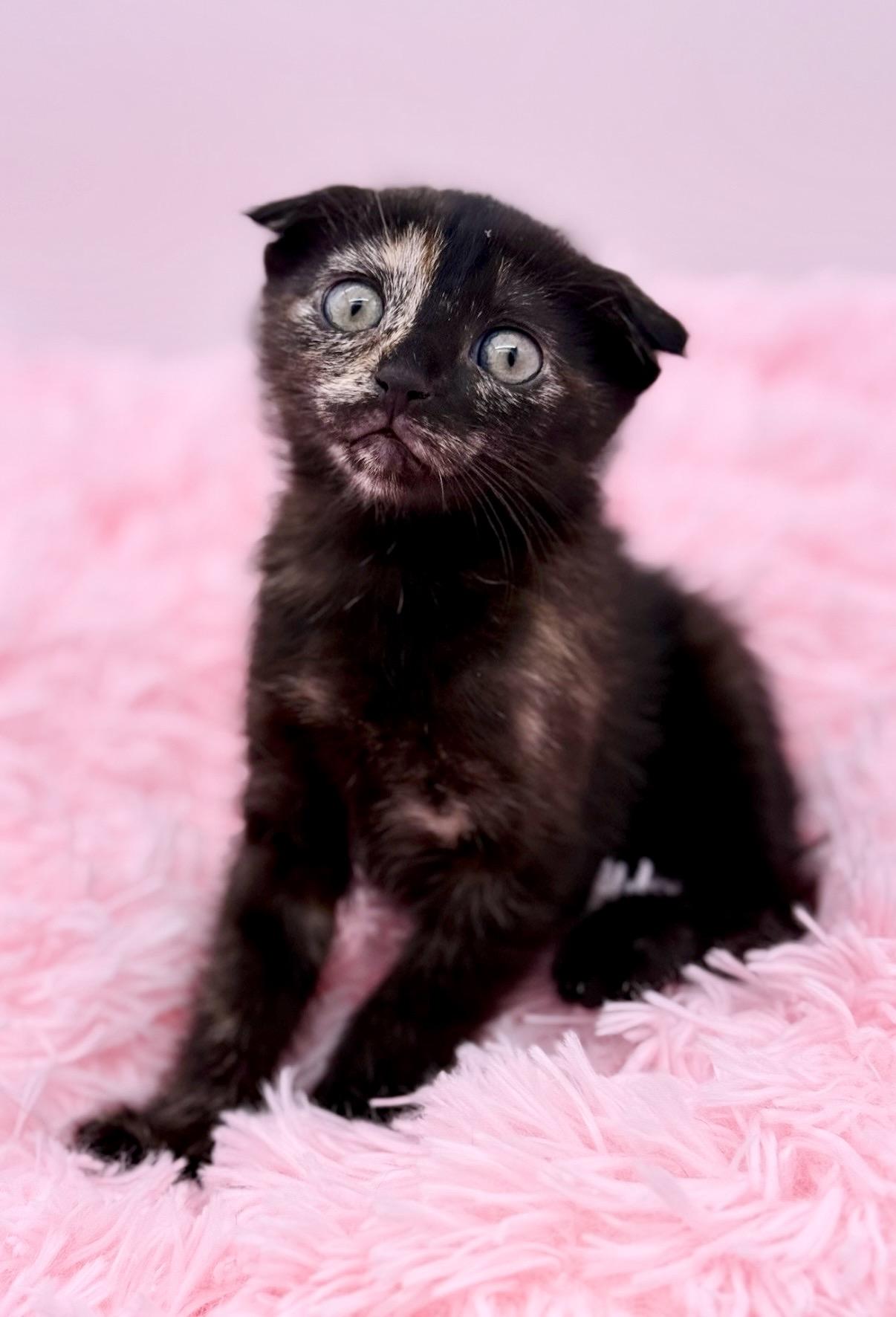 Papier Mache, an adoptable Scottish Fold in Covington, LA image 6/6