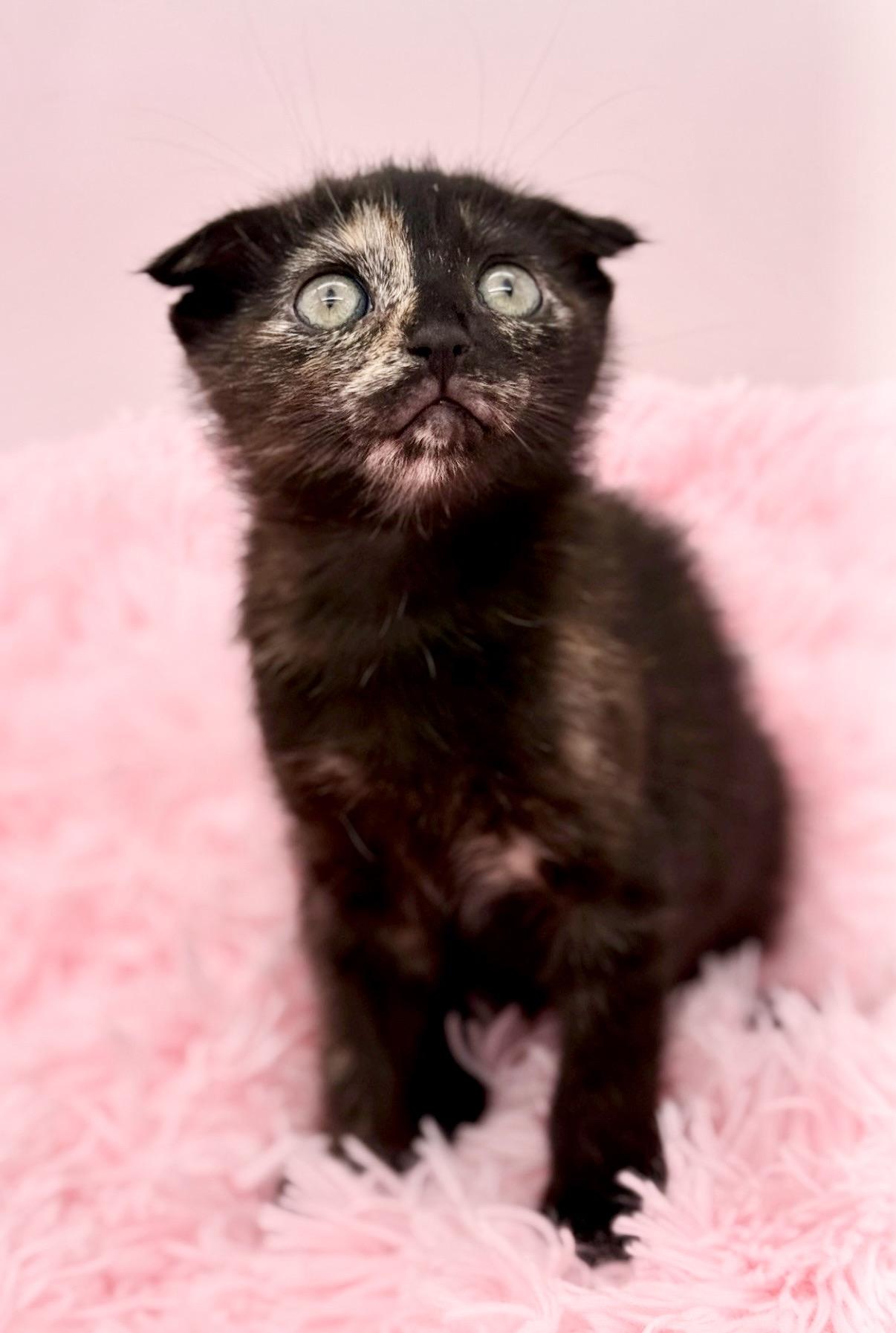 Papier Mache, an adoptable Scottish Fold in Covington, LA image 2/6