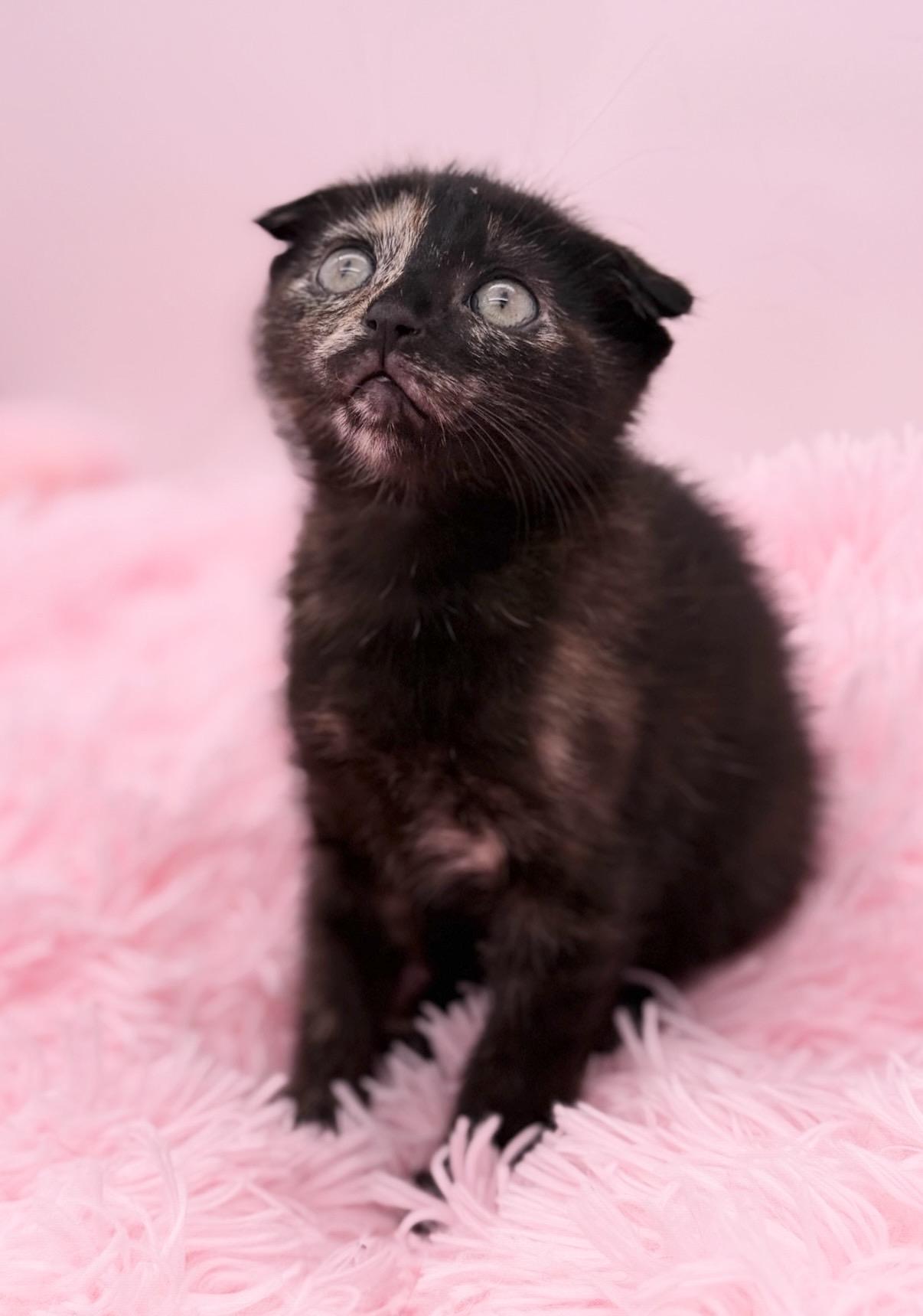 Papier Mache, an adoptable Scottish Fold in Covington, LA image 3/6