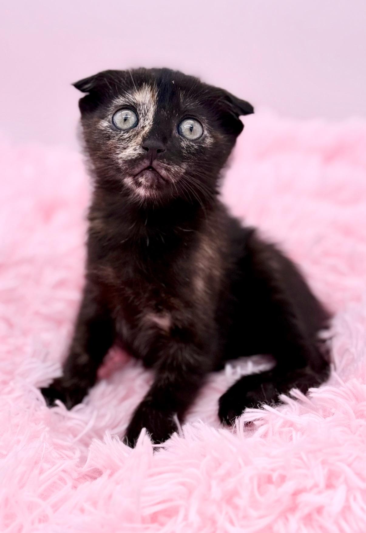 Papier Mache, an adoptable Scottish Fold in Covington, LA image 4/6