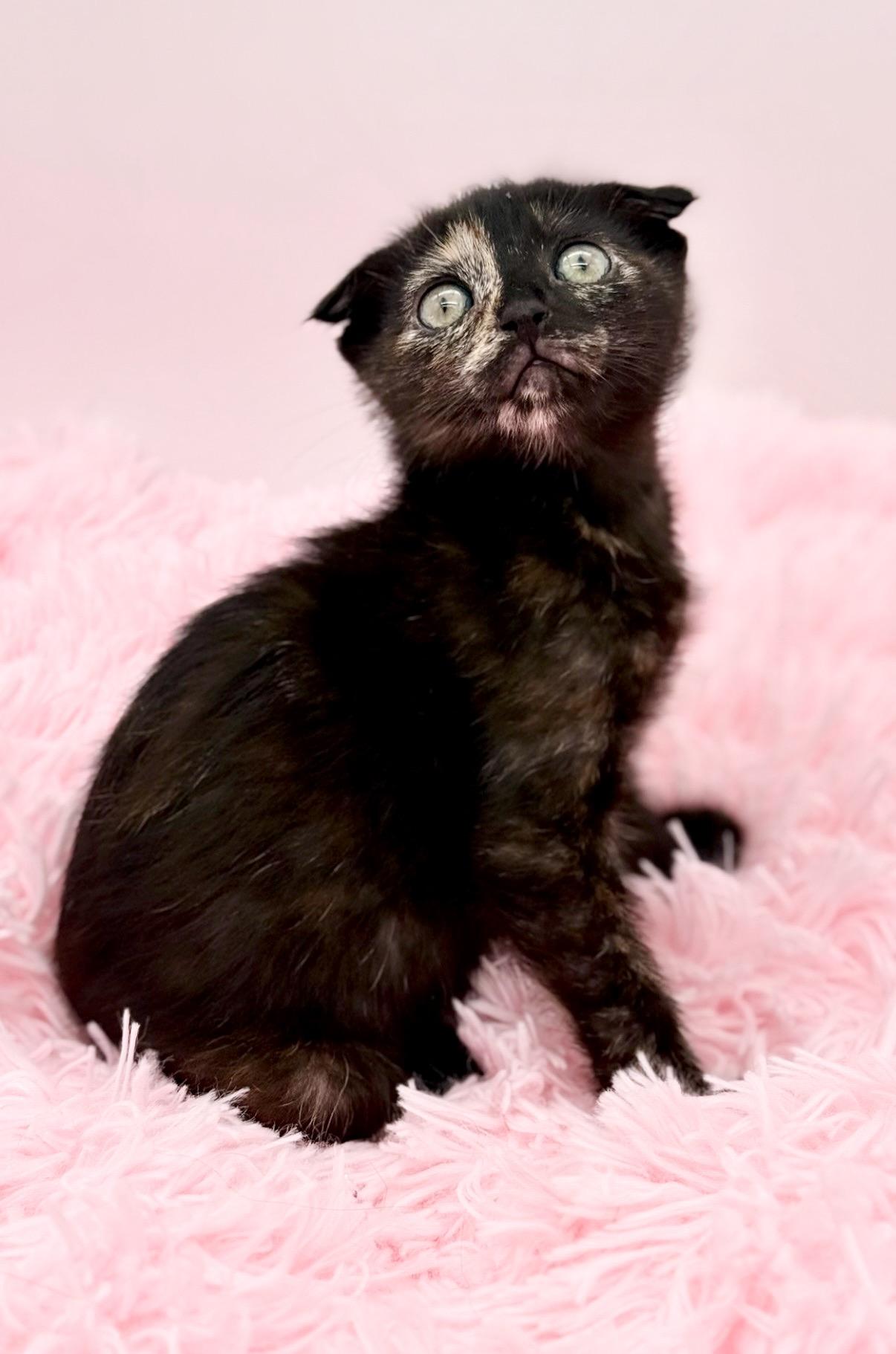 Papier Mache, an adoptable Scottish Fold in Covington, LA image 5/6