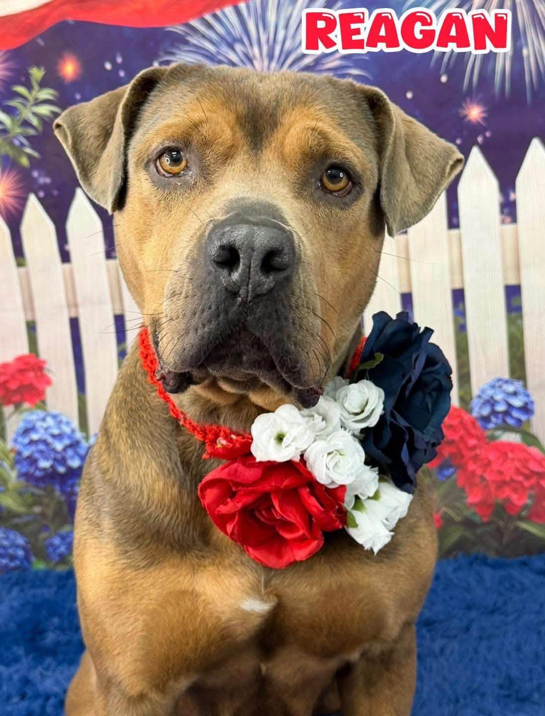 Enlarge Reagan, a ADOPTABLE Mixed Breed in Flint, MI image 1/1