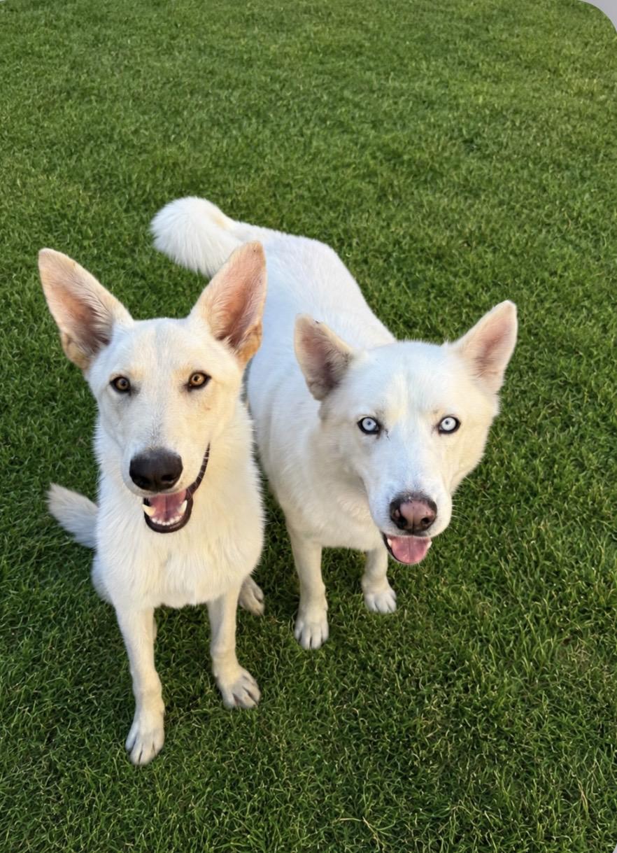 Sunny/Snowy, a ADOPTABLE mixed breed in Palos Verdes Estates, CA image 1/5