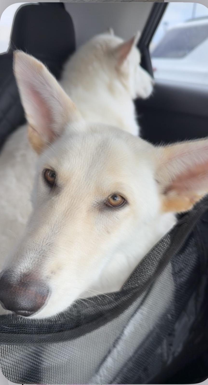 Sunny, ADOPTABLE, Young Male White German Shepherd & Husky.