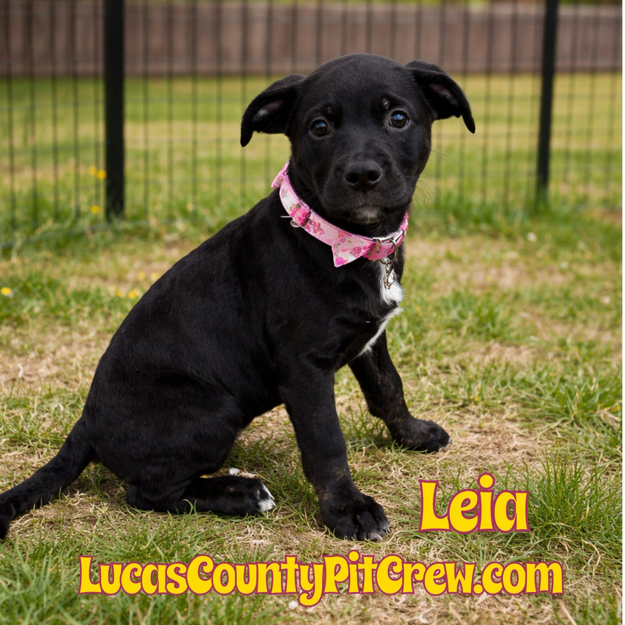 Leia, adopted, Puppy Female Labrador Retriever & Pit Bull Terrier.