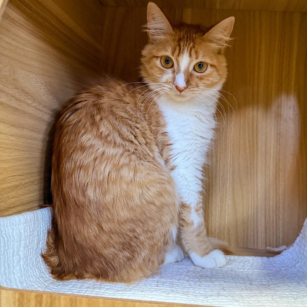 Enlarge Creamsicle, a Adoptable Domestic Medium Hair in Palm Springs, CA image 1/4