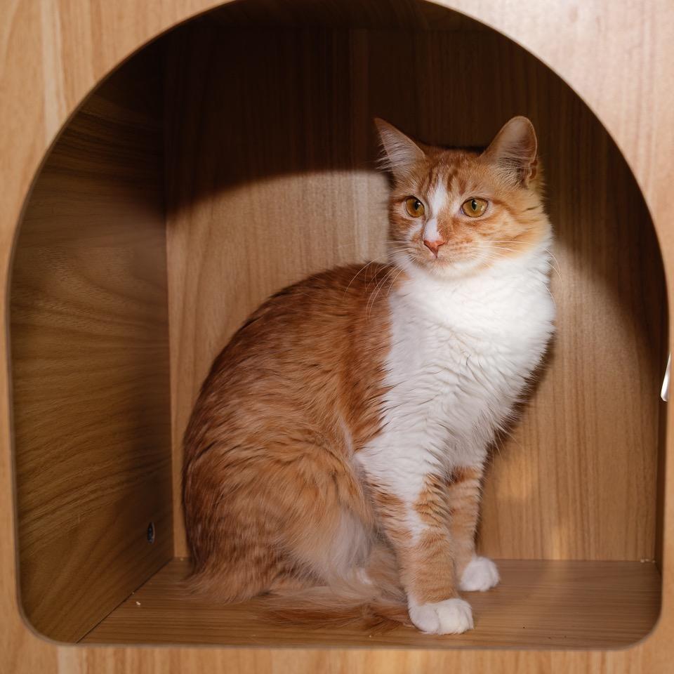 Enlarge Creamsicle, a Adoptable Domestic Medium Hair in Palm Springs, CA image 2/4
