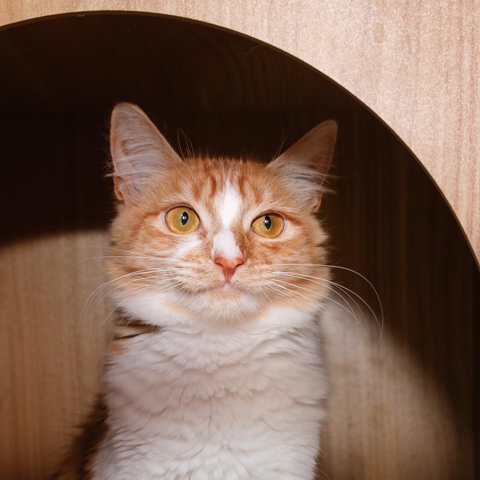 Enlarge Creamsicle, a Adoptable Domestic Medium Hair in Palm Springs, CA image 3/4