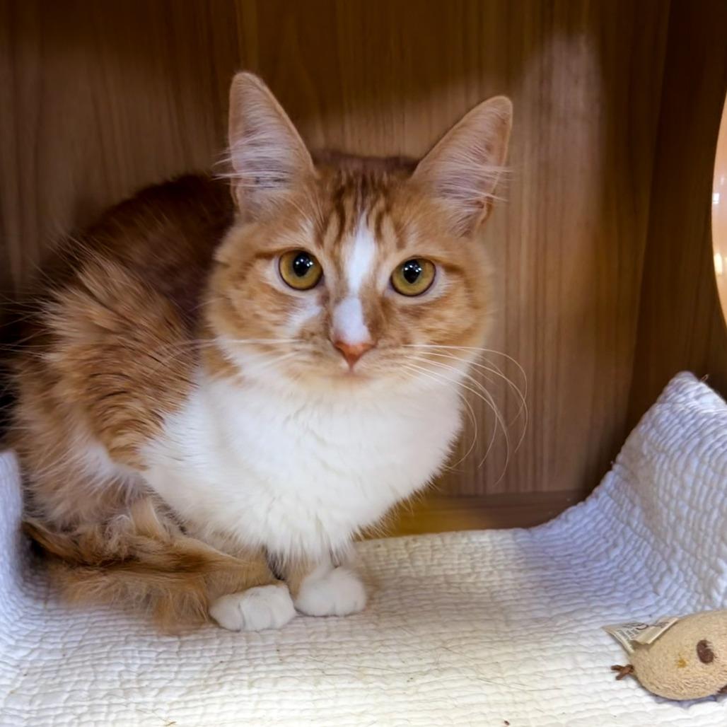 Enlarge Creamsicle, a Adoptable Domestic Medium Hair in Palm Springs, CA image 4/4