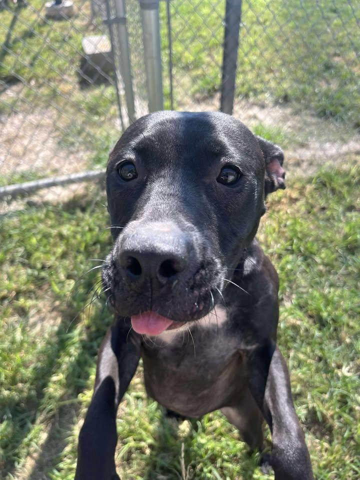 Summer **Courtesy Post. Out of town pet. See below for details**