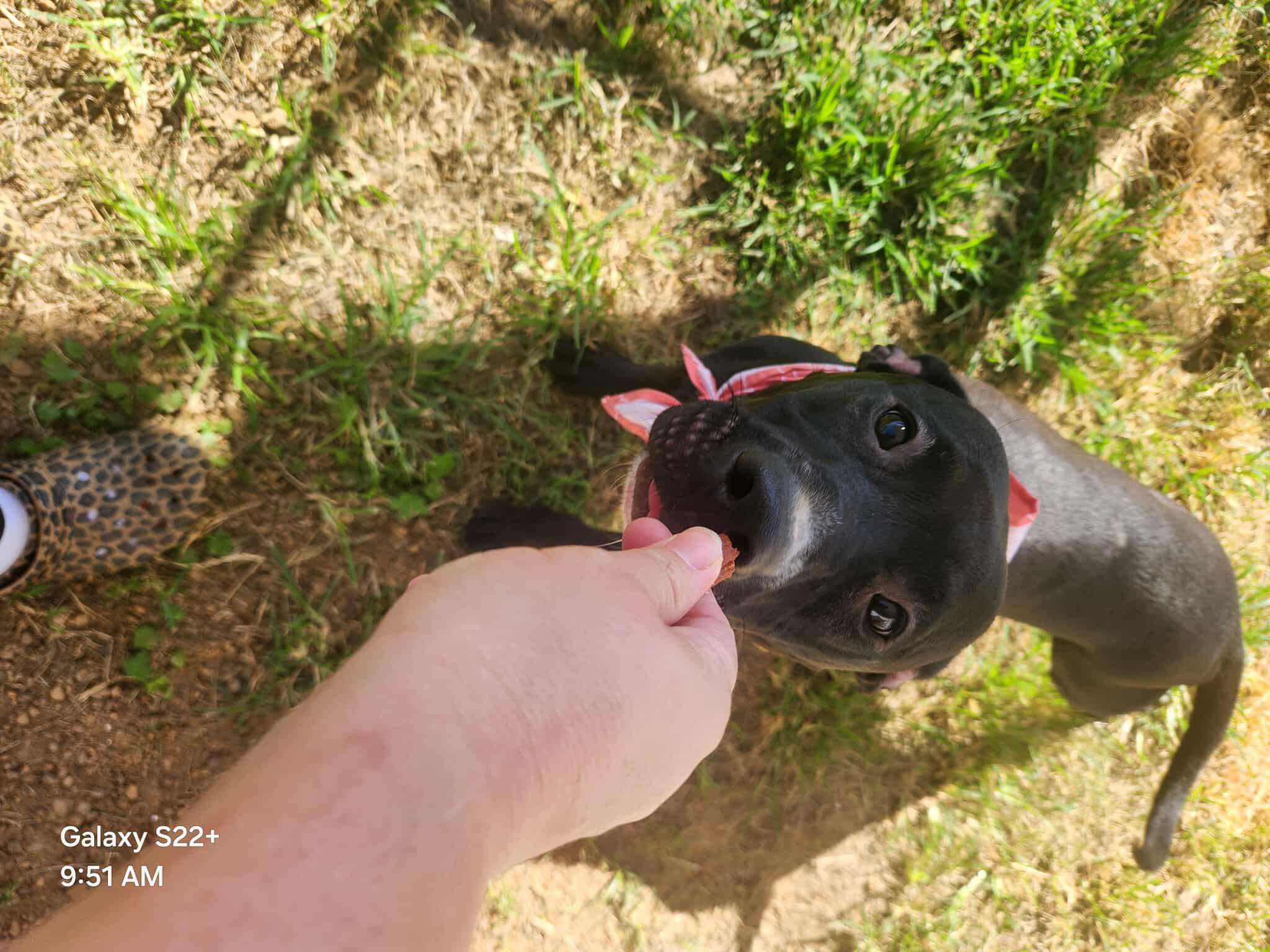 Summer **Courtesy Post. Out of town pet. See below for details**