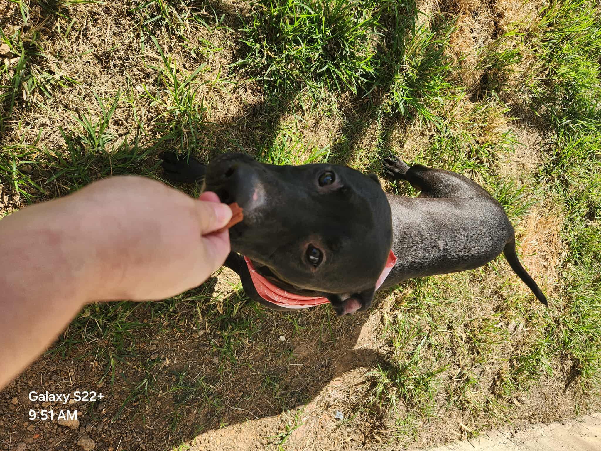 Summer **Courtesy Post. Out of town pet. See below for details**