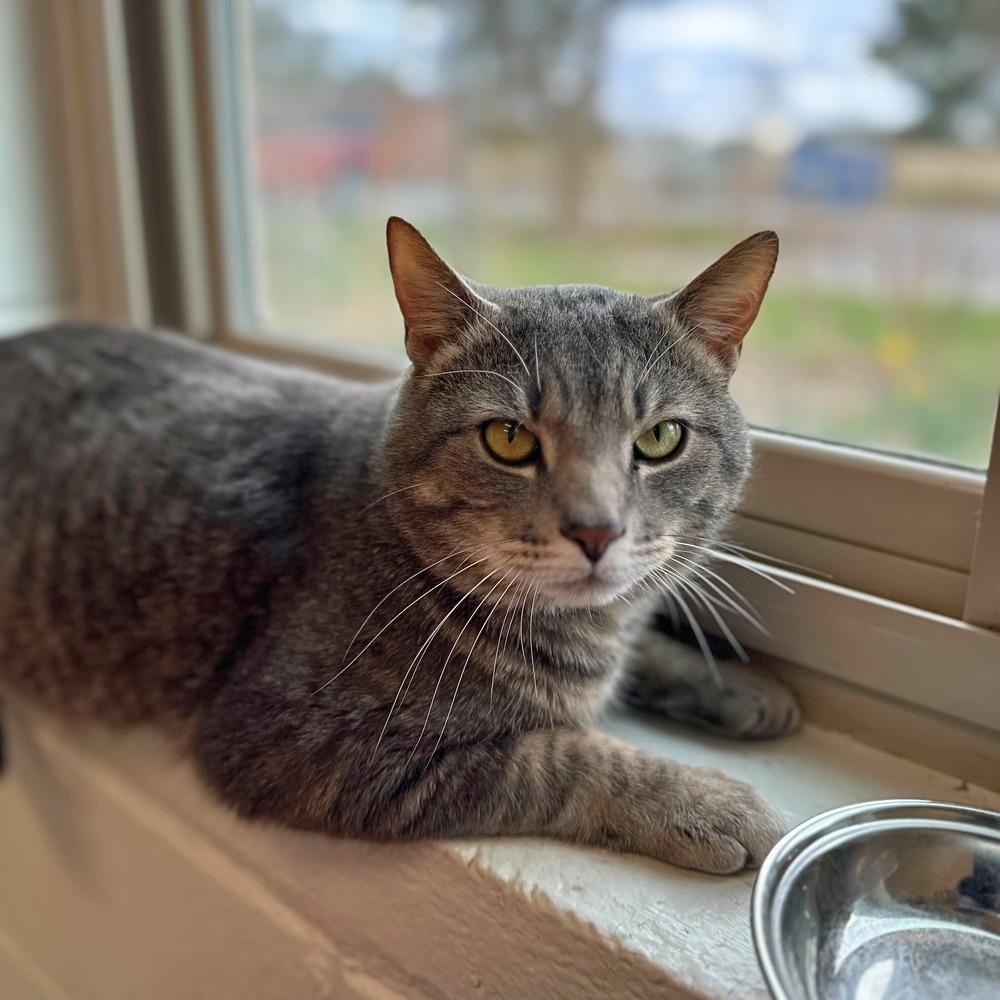 Mongoose Witherspoon, Adoptable, Adult Male Domestic Short Hair.