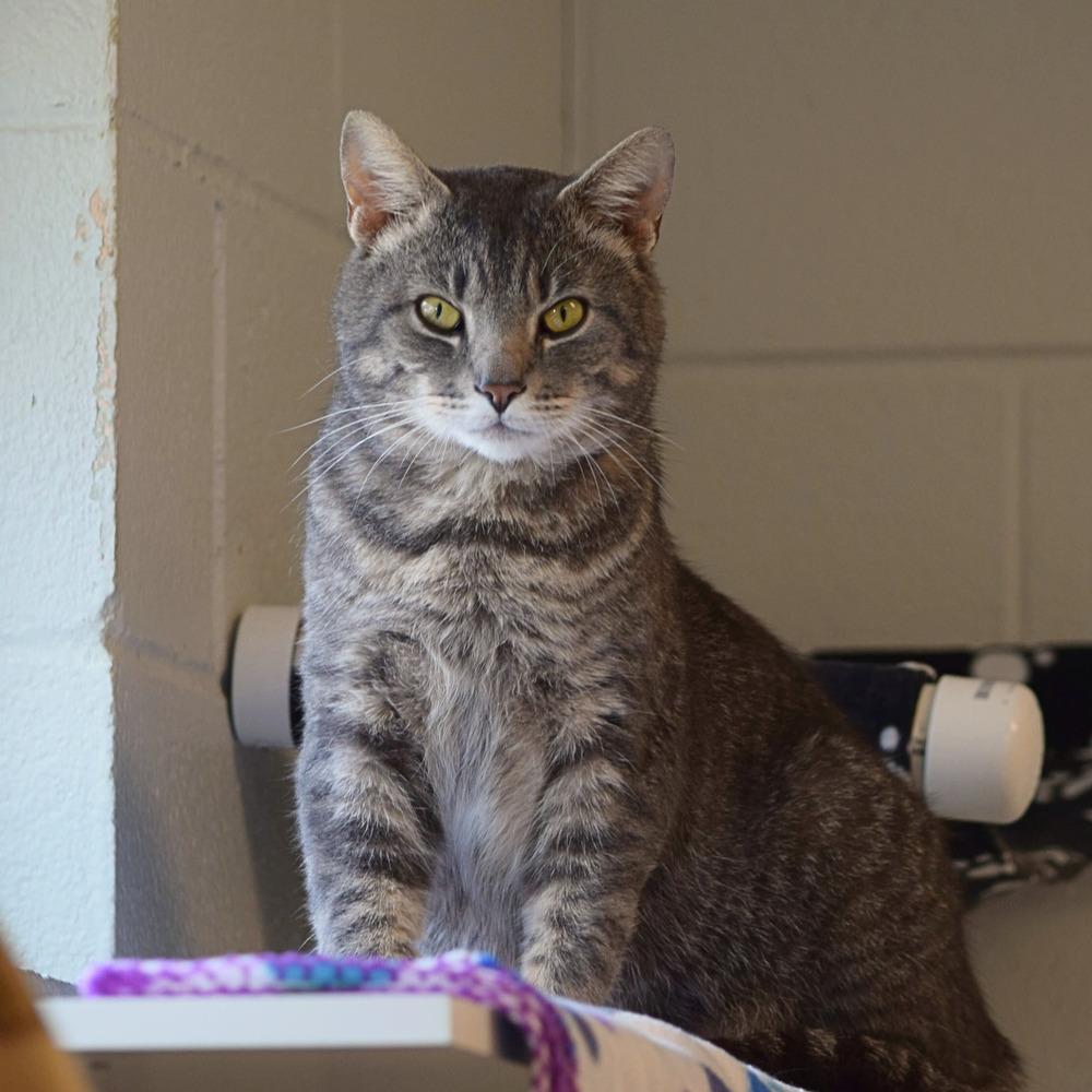 Mongoose Witherspoon, a Adoptable mixed breed in Bowling Green, OH image 3/4