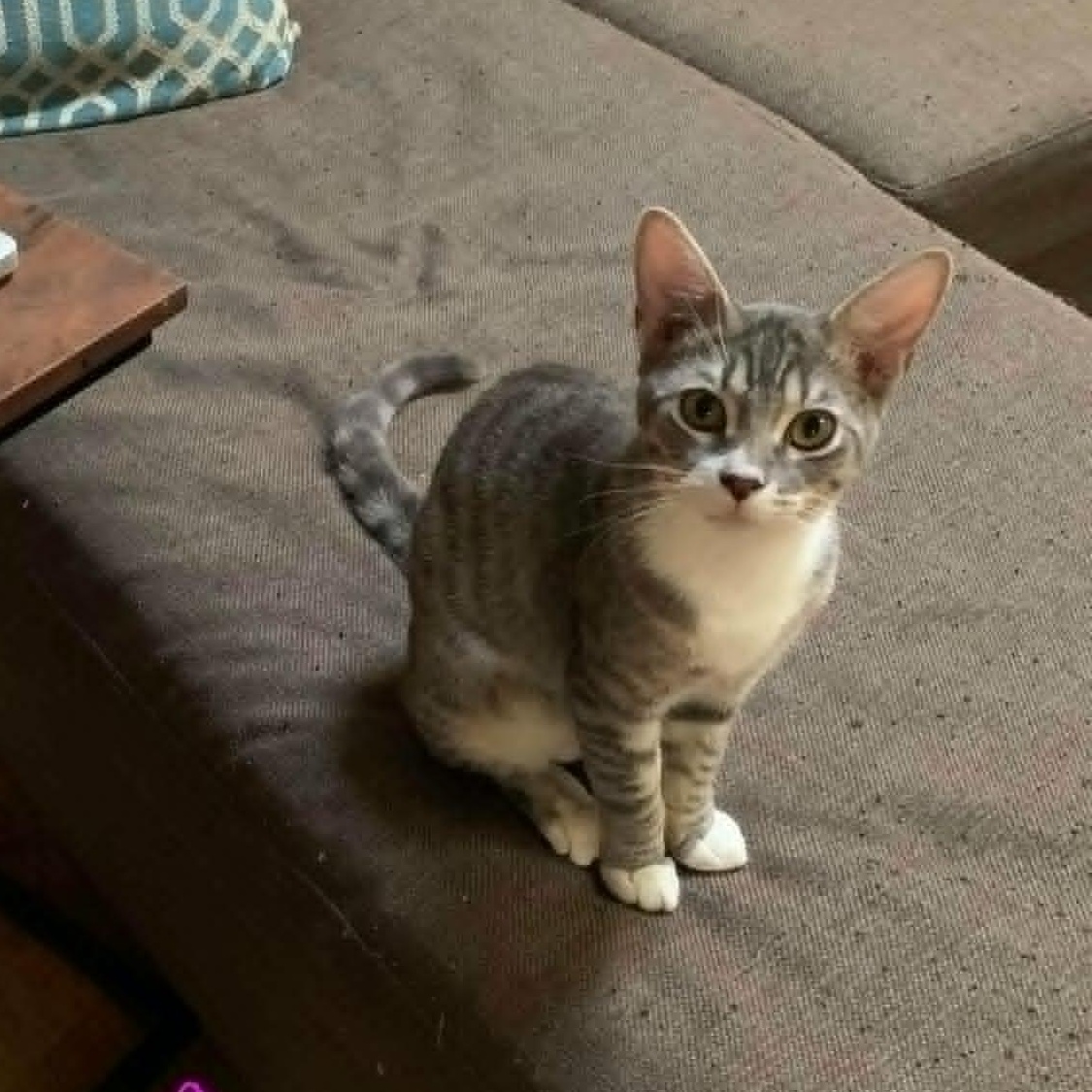 Lando, adoptable, Kitten Male Domestic Short Hair & Tabby.