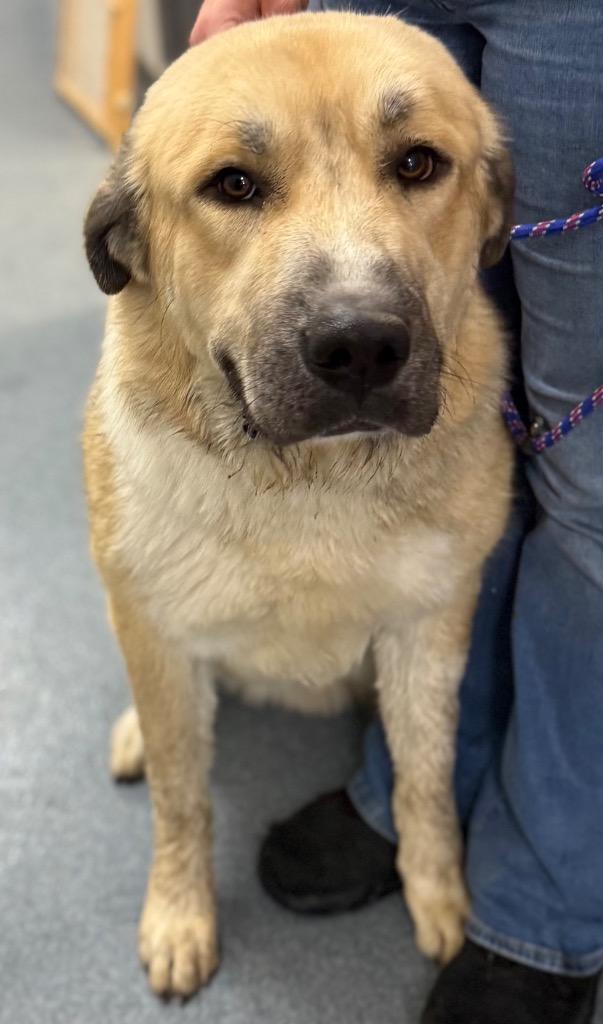 Shep, Adoptable, Young Male Anatolian Shepherd & Great Pyrenees.