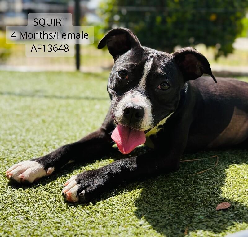 Enlarge Squirt, a Adoptable Pit Bull Terrier in Supply, NC image 1/2