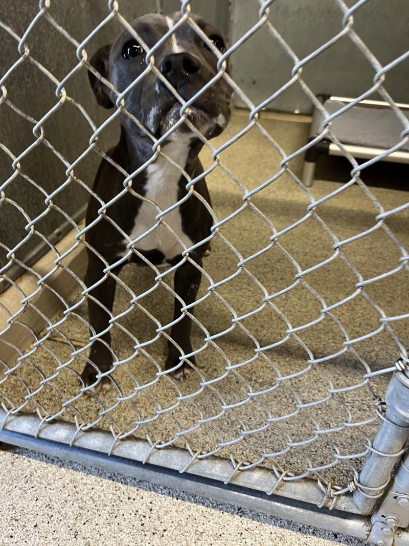 Enlarge Squirt, a Adoptable Pit Bull Terrier in Supply, NC image 2/2