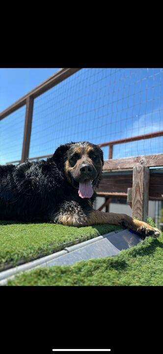 Ozzie photo 1
