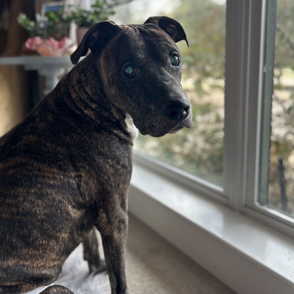 Buddy, Adoptable, Senior Male Terrier.