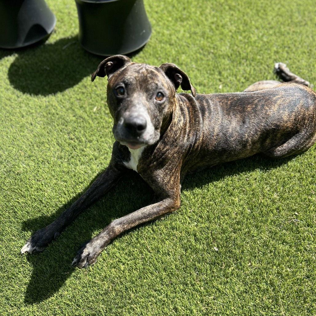 Enlarge Buddy, a Adoptable Terrier in Dallas, TX image 2/3