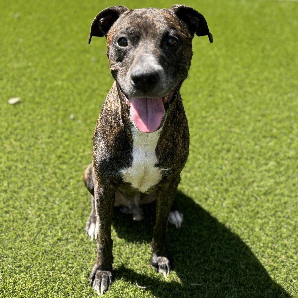 Enlarge Buddy, a Adoptable Labrador Retriever in Dallas, TX image 2/3