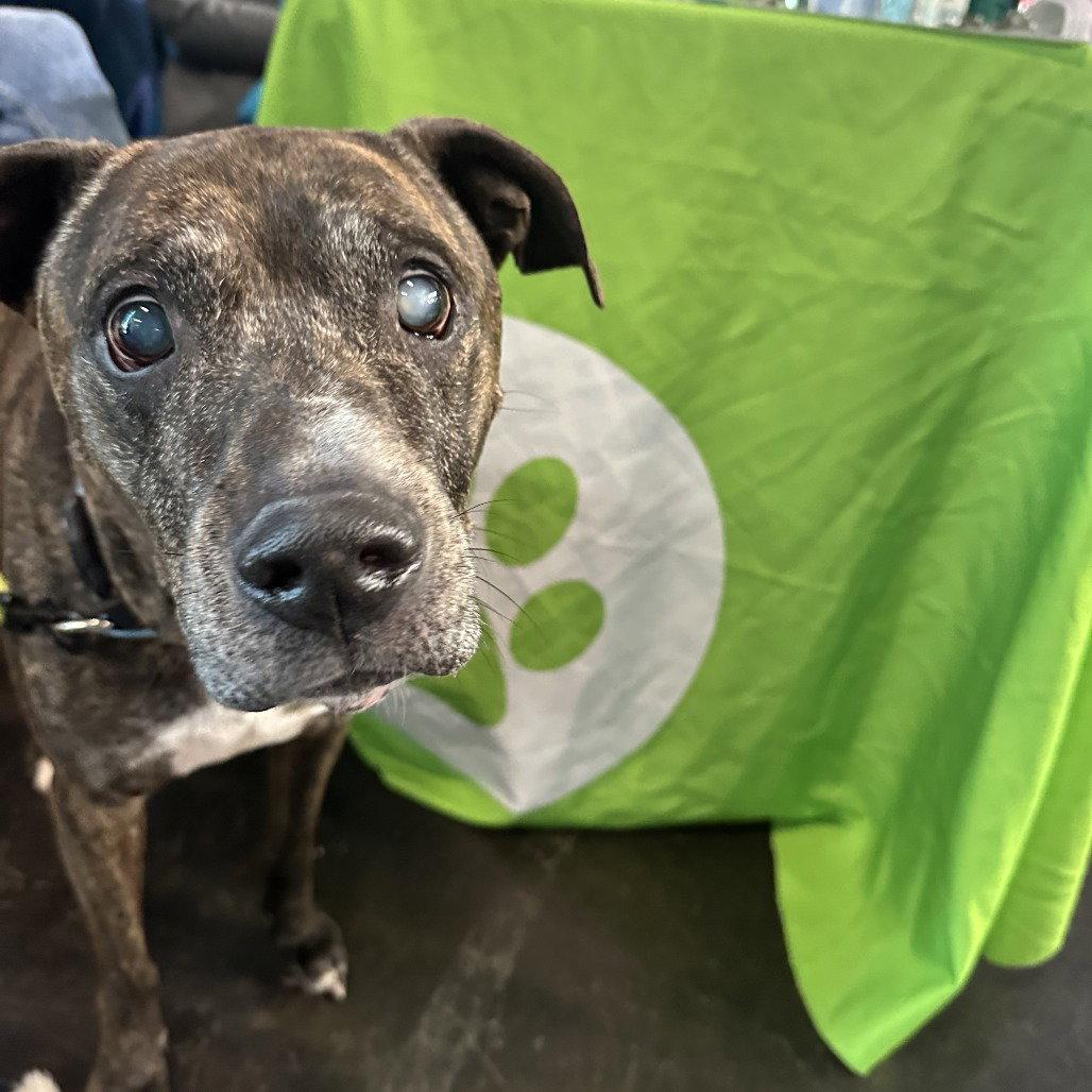 Enlarge Buddy, a Adoptable Terrier in Dallas, TX image 3/3