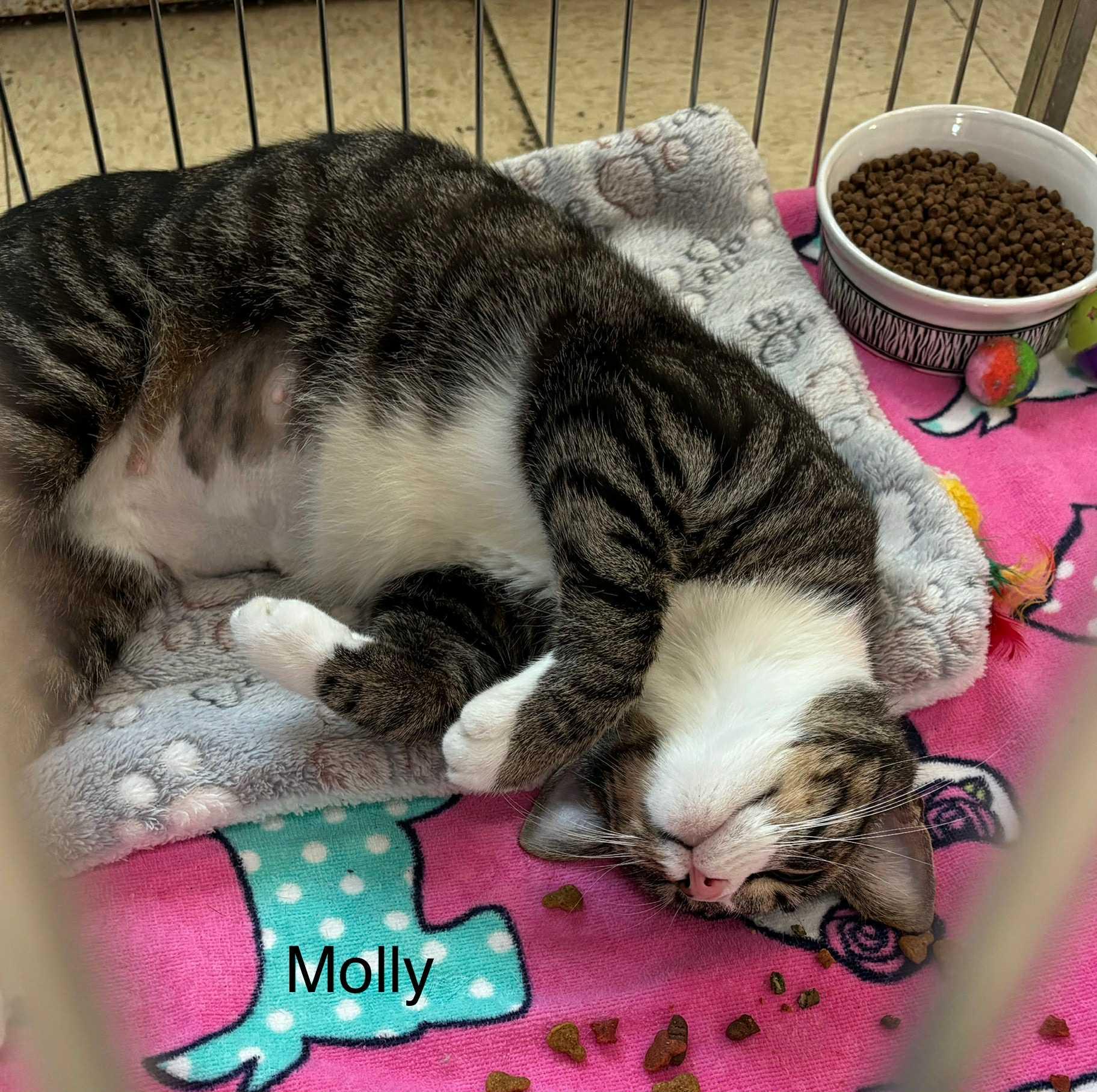 Enlarge Molly, a Adoptable Domestic Short Hair in Ellicott City, MD image 1/2