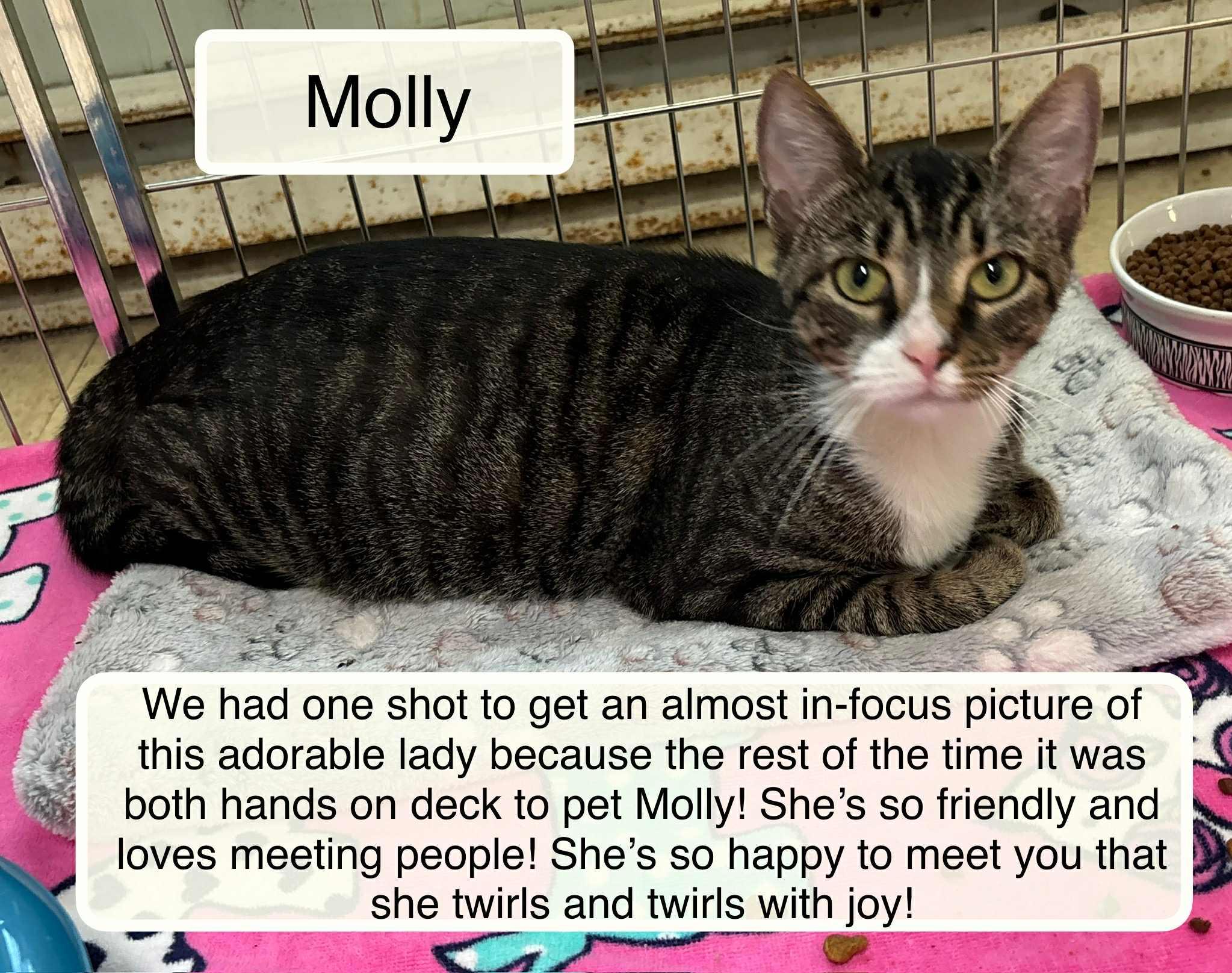 Enlarge Molly, a Adoptable Domestic Short Hair in Ellicott City, MD image 2/2
