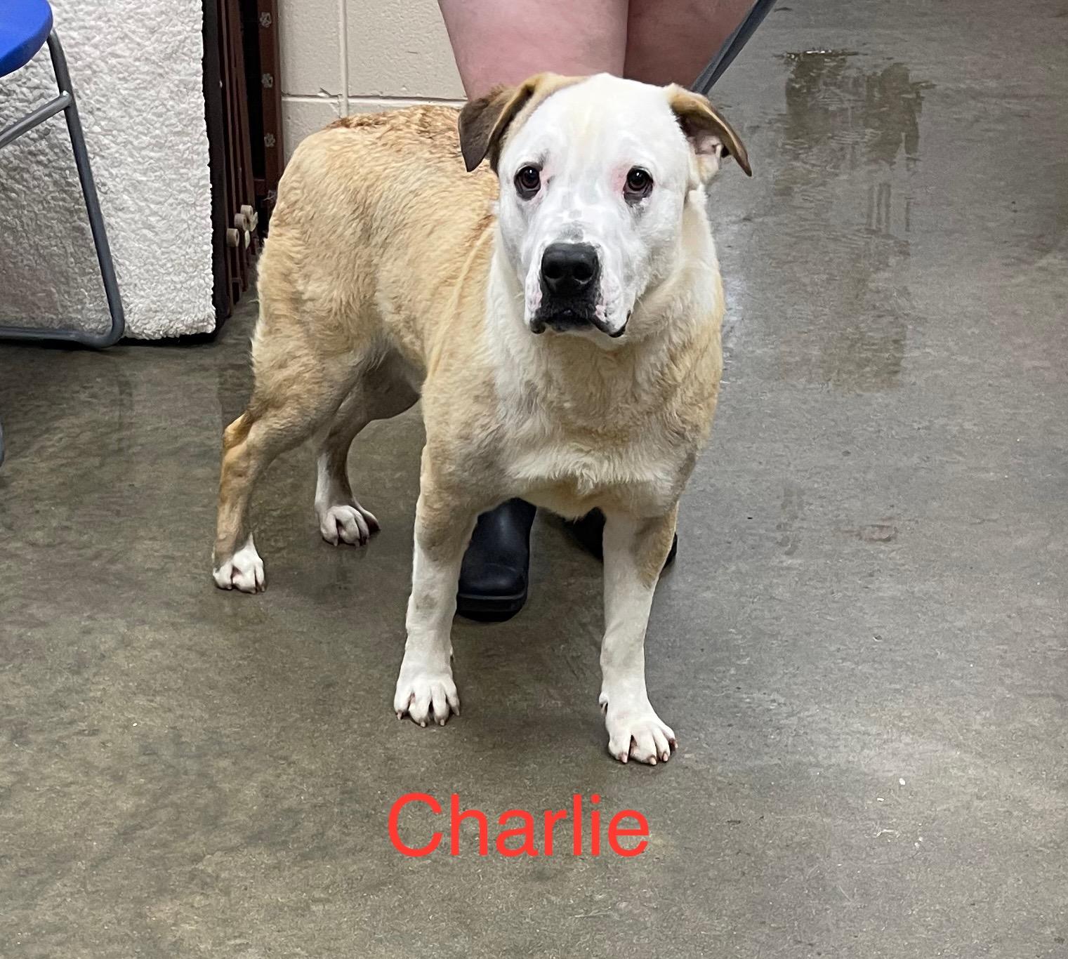 Charlie, Adult Male Black Mouth Cur