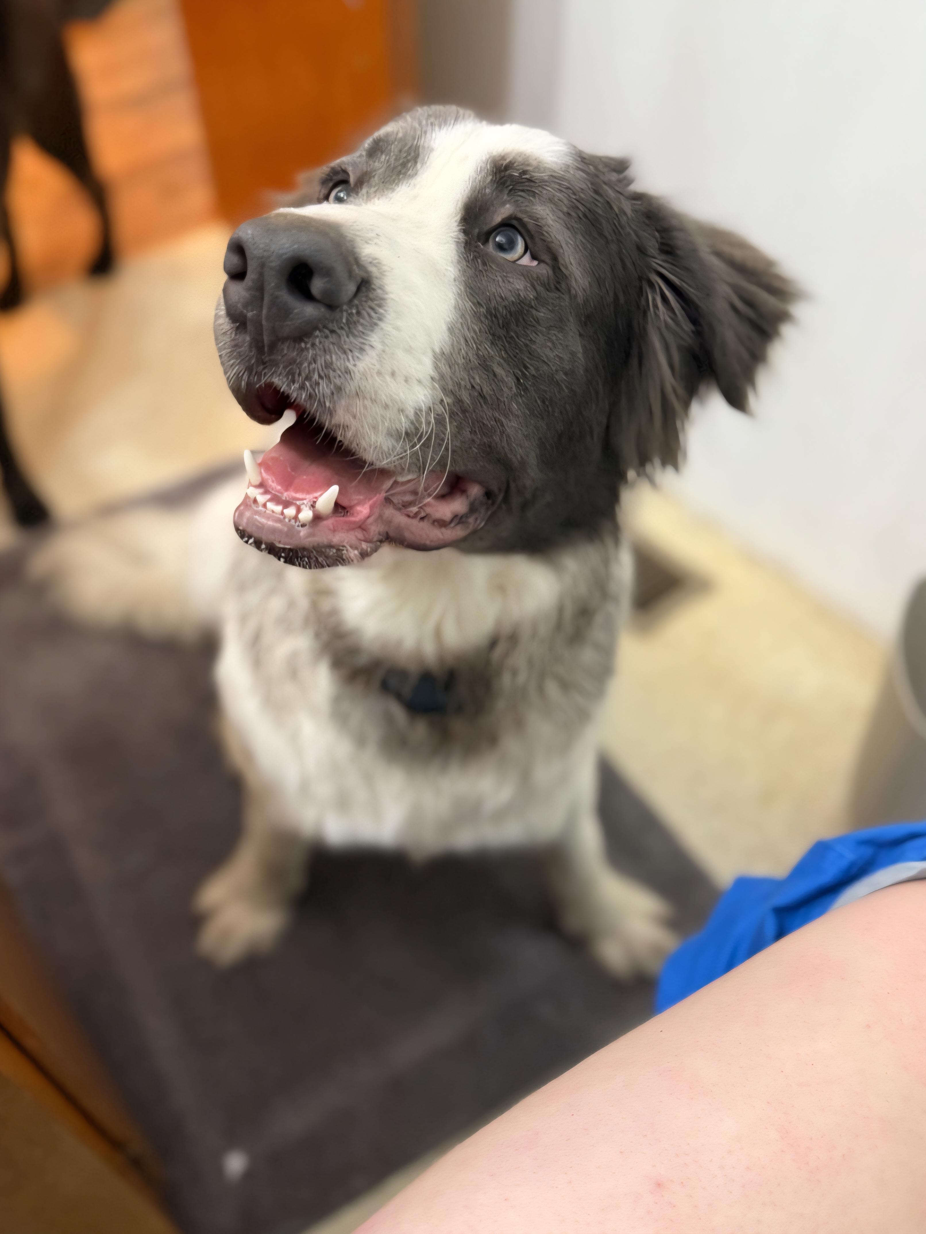 Enlarge Milo, a ADOPTABLE Saint Bernard in Tacoma, WA image 6/6