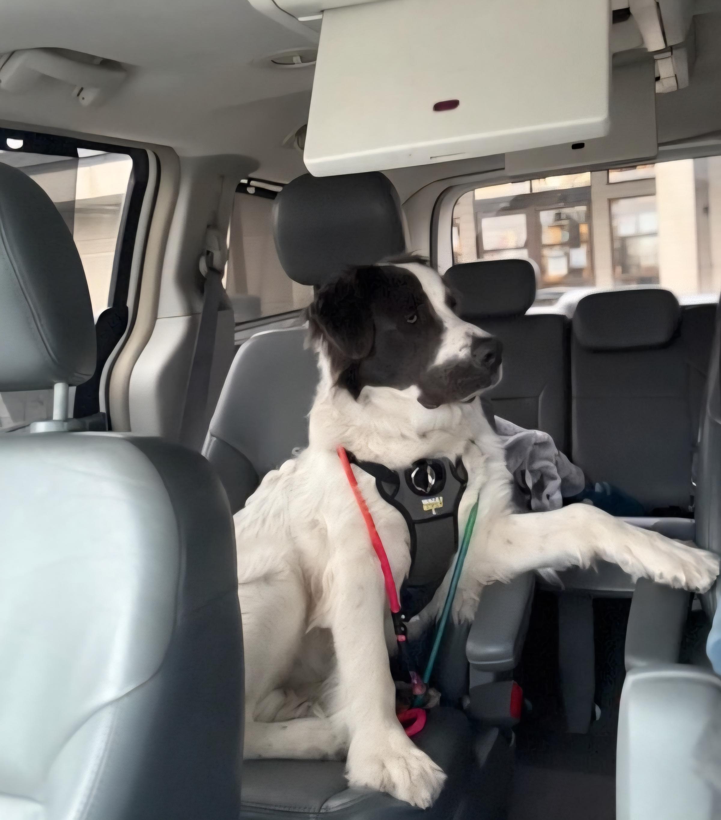 Enlarge Milo, a ADOPTABLE Saint Bernard in Tacoma, WA image 5/6