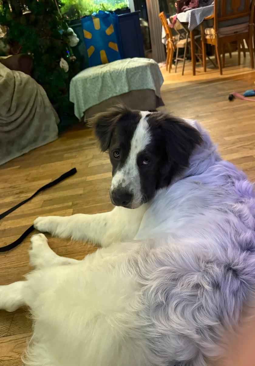 Enlarge Milo, a ADOPTABLE Saint Bernard in Tacoma, WA image 3/6