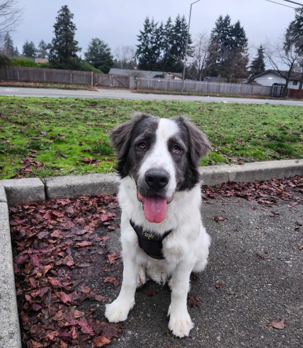 Enlarge Milo, a ADOPTABLE Saint Bernard in Tacoma, WA image 4/6