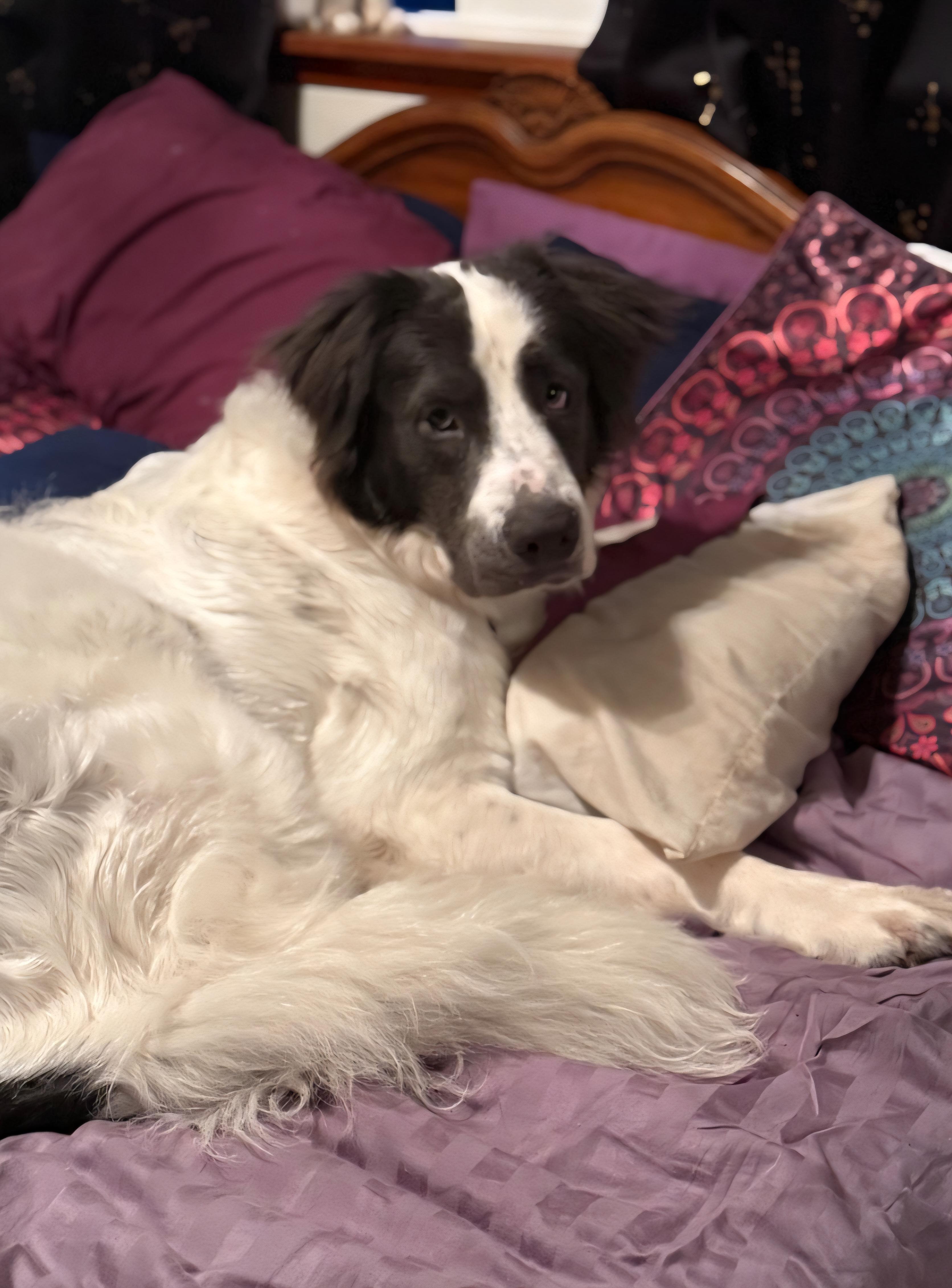Enlarge Milo, a ADOPTABLE Saint Bernard in Tacoma, WA image 1/6