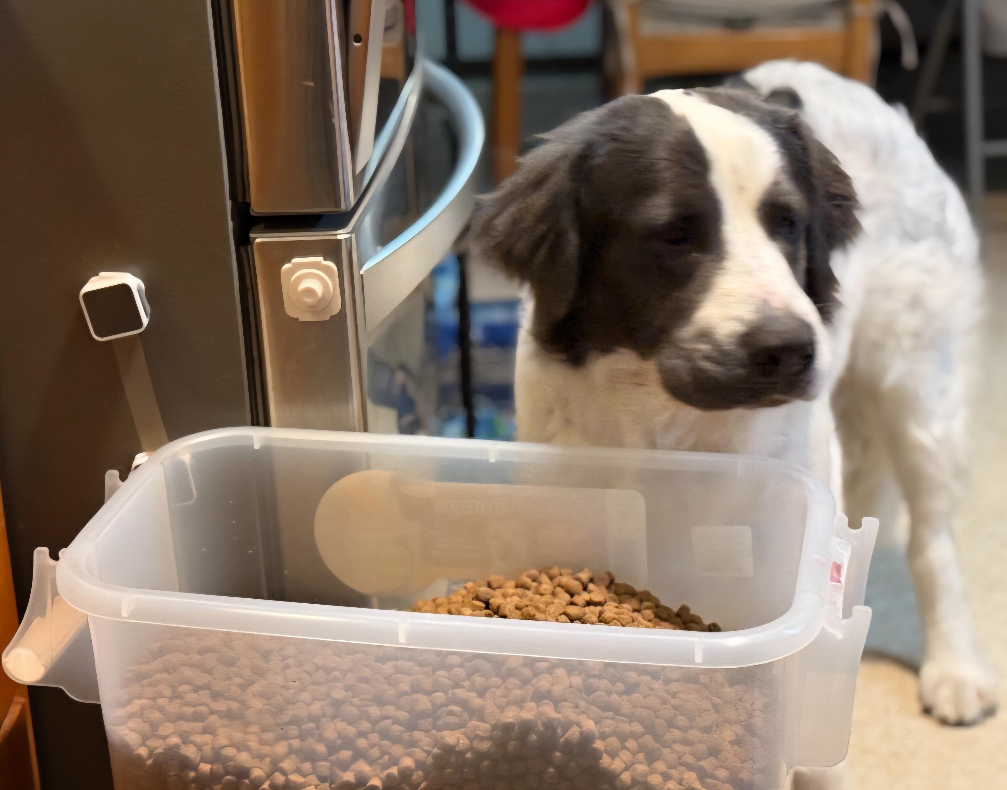 Enlarge Milo, a ADOPTABLE Saint Bernard in Tacoma, WA image 2/6
